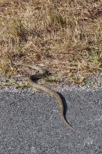 Hierophis viridiflavus