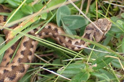 Vipera aspis zinnikeri