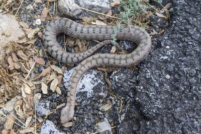 Vipera aspis