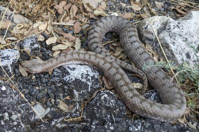 Vipera aspis