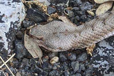 Vipera aspis