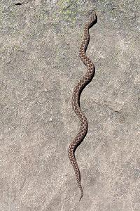 Vipera aspis zinnikeri