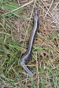 Anguis fragilis