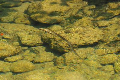 Natrix maura