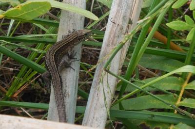 Zootoca vivipara