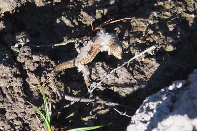 Podarcis muralis