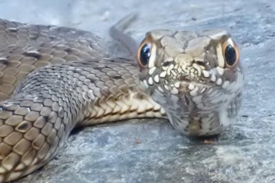 Malpolon monspessulanus