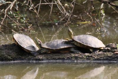Trachemys scripta elegans