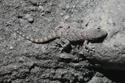 Tarentola mauritanica