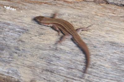 Zootoca vivipara louislantzi