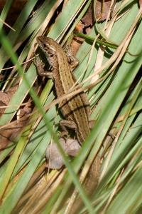 Zootoca vivipara louislantzi