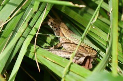 Zootoca vivipara louislantzi