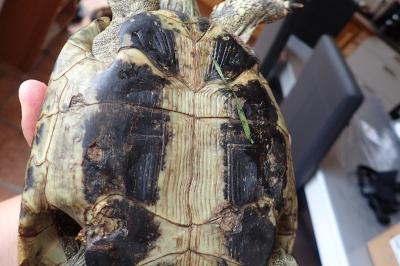 Testudo hermanni