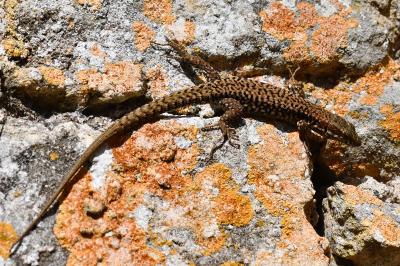 Podarcis muralis