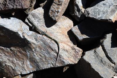 Iberolacerta bonnali