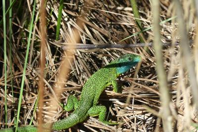 Lacerta bilineata
