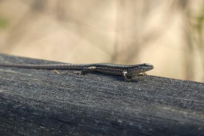Podarcis muralis
