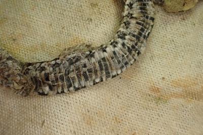 Coronella austriaca