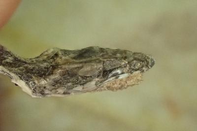 Coronella austriaca