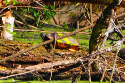 Trachemys scripta