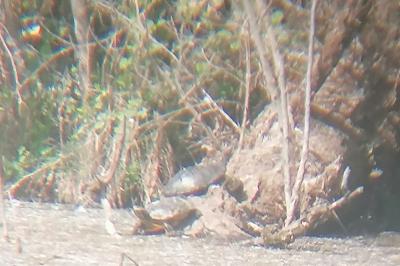 Trachemys scripta elegans