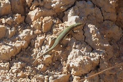 Podarcis muralis