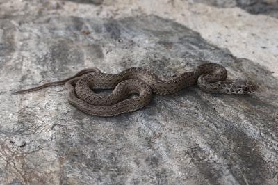 Malpolon monspessulanus
