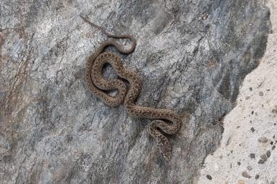 Malpolon monspessulanus