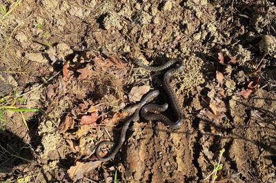 Hierophis viridiflavus