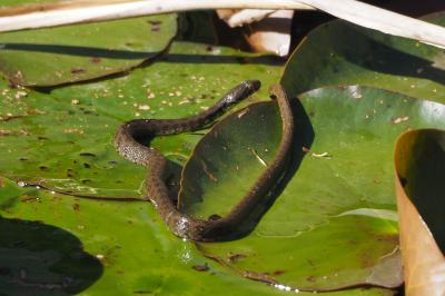Natrix maura