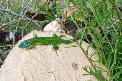 Lacerta bilineata