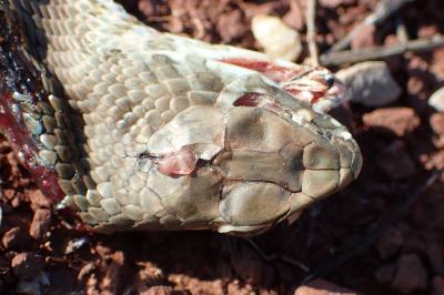 Malpolon monspessulanus