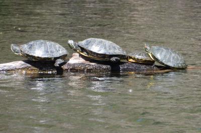 Trachemys scripta elegans