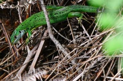 Lacerta bilineata
