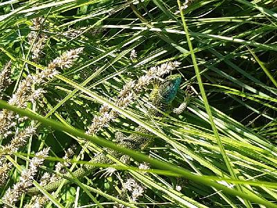 Lacerta bilineata