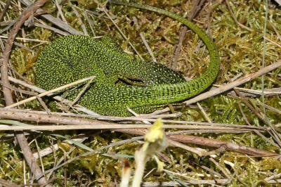Lacerta bilineata