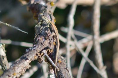 Podarcis muralis