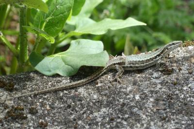 Podarcis muralis