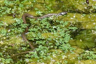 Natrix helvetica