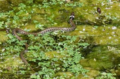 Natrix helvetica