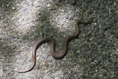 Coronella austriaca