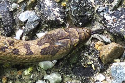 Coronella austriaca