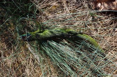 reptiles1779390732