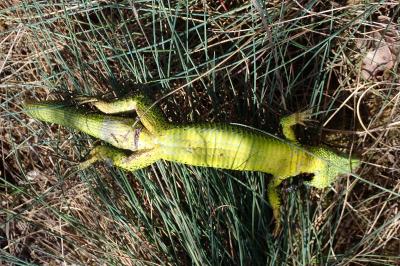 reptiles1779390738