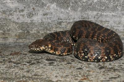 reptiles1779812548