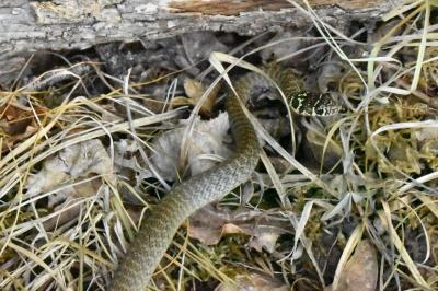 Hierophis viridiflavus