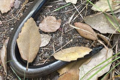 Anguis fragilis