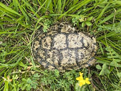 Trachemys scripta