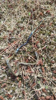 Hierophis viridiflavus