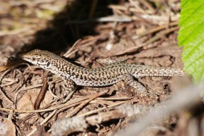 Podarcis liolepis cebennensis